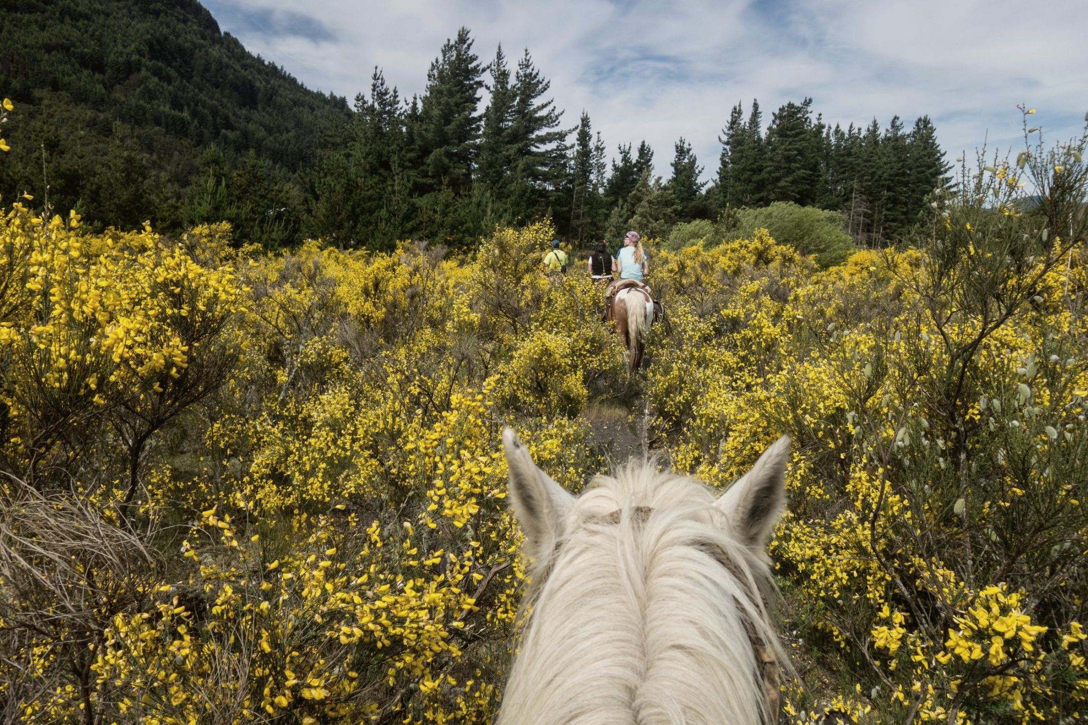 Balade à cheval sur un sentier fleuri, vue entre les oreilles du cheval