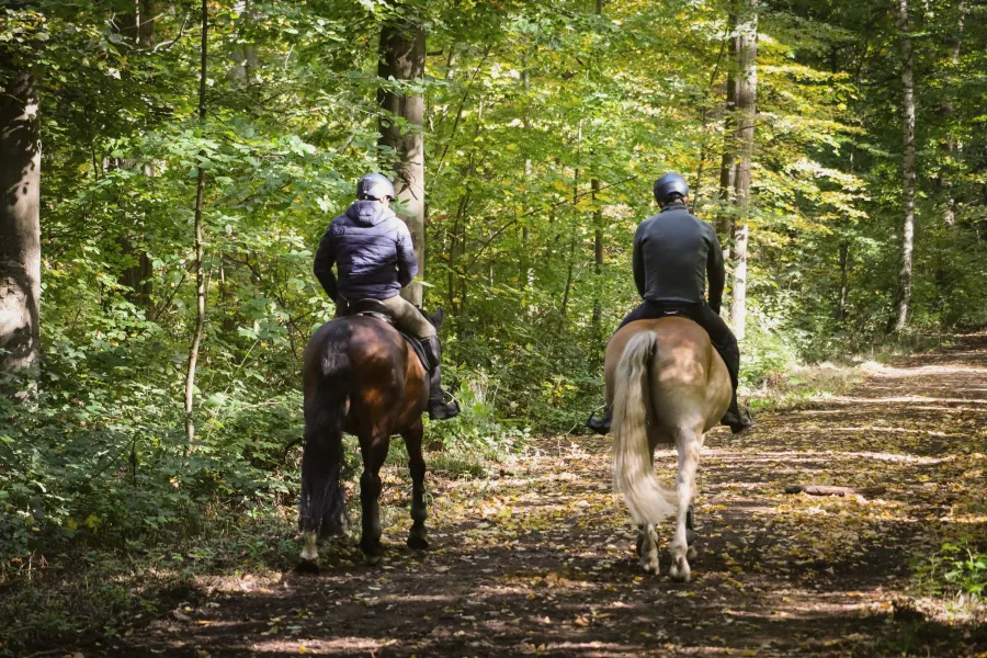 Deux cavaliers en balade sur un chemin en sous-bois