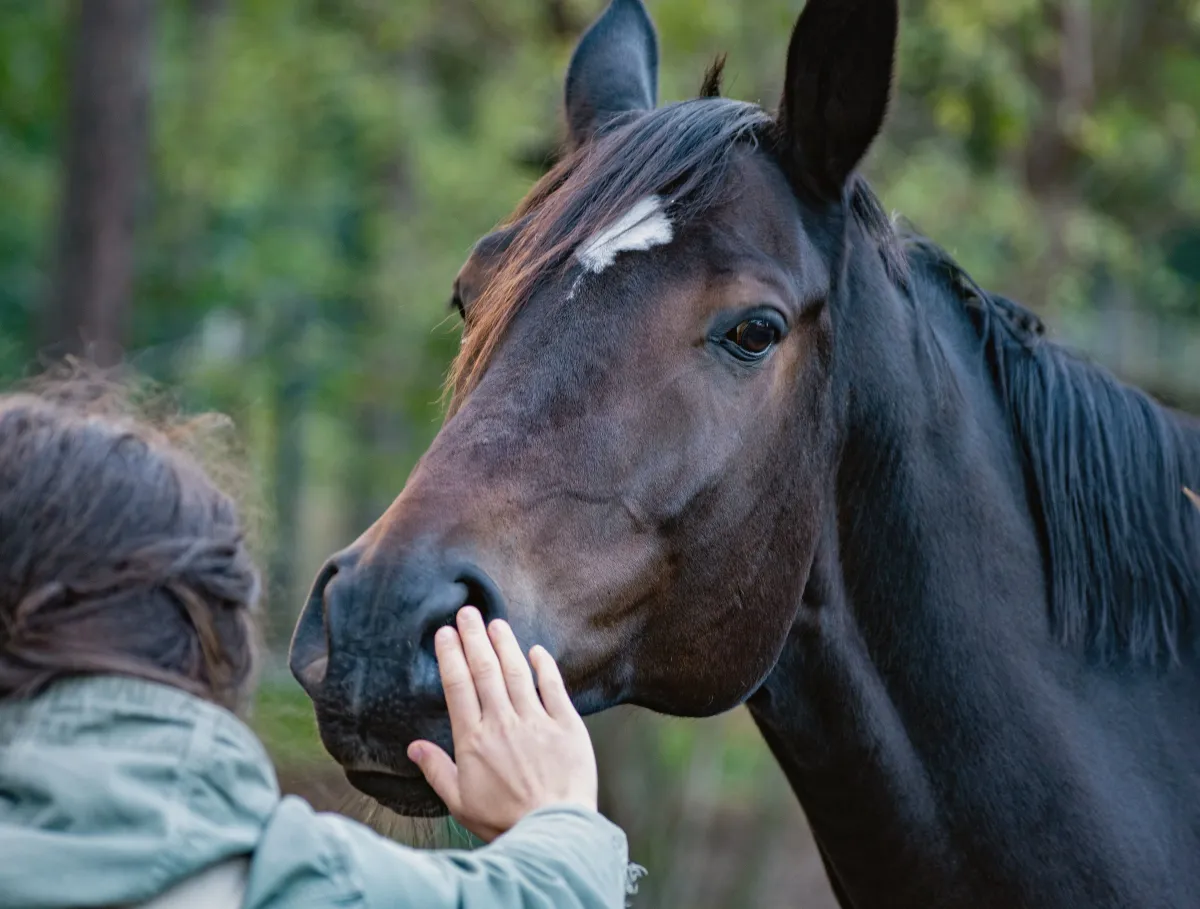 Une cavalière caresse le bout du nez de son cheval