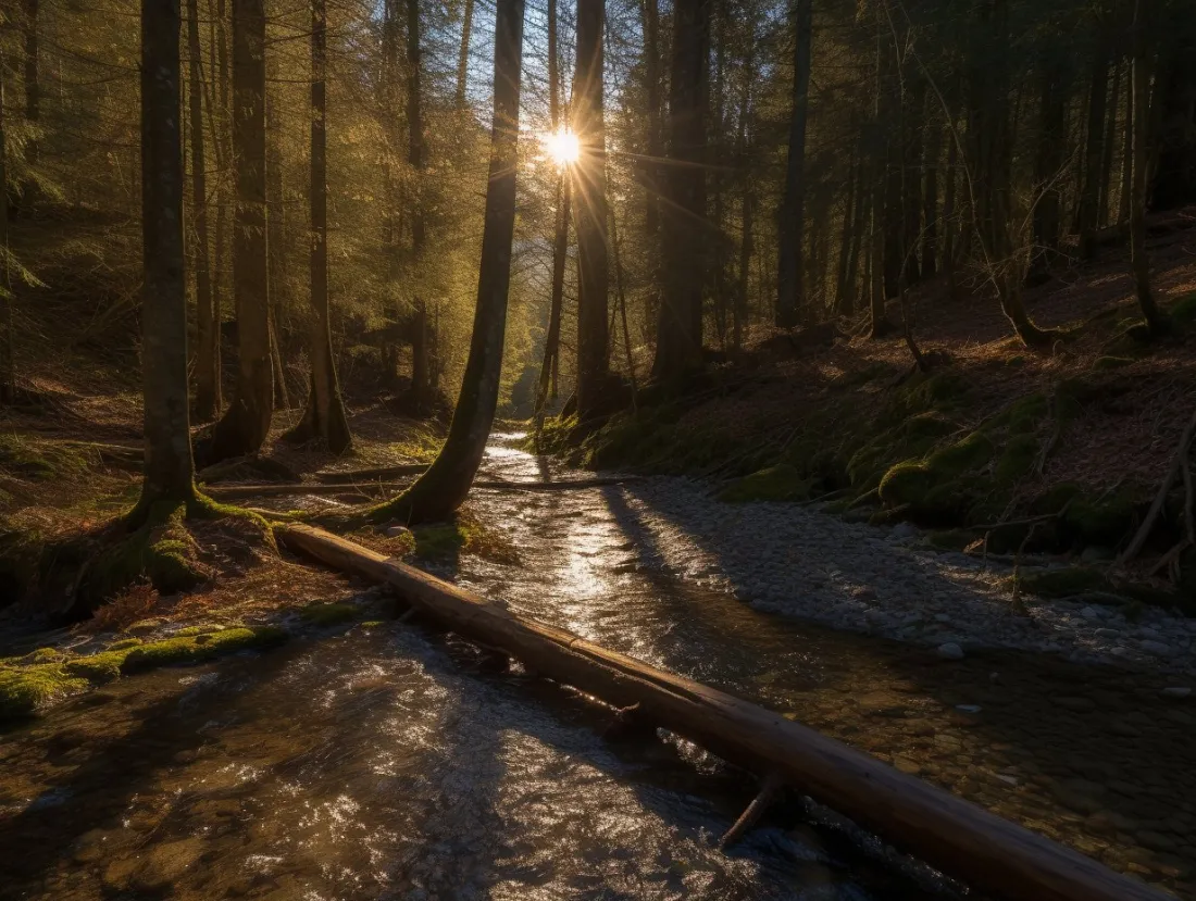 Le sous-bois au coucher du soleil