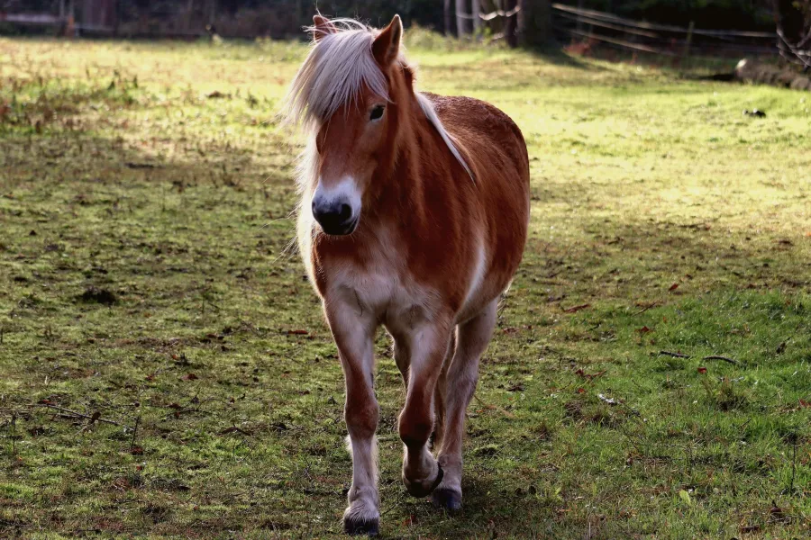 Un cheval en pension, au pré